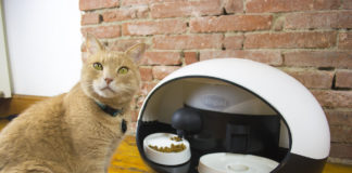 CATSPAD : l’objet connecté qui va plaire aux chats et à leurs propriétaires ! CATSPAD