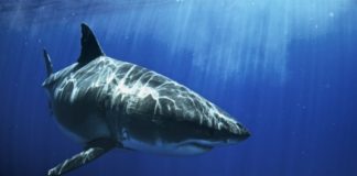 Shark Festival : les requins à l’honneur cet été sur National Geographic Wild Shark Festival National Geographic Wild