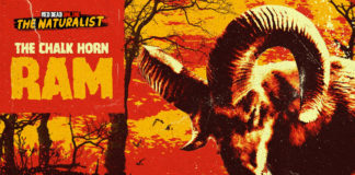 Red Dead Online : mise à jour de la semaine du 15 septembre 2020 Red Dead Online