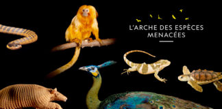 National-Geographic-Wild-L'Arche-des-espèces-menacées