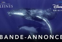Les Secrets des Baleines : la série documentaire de James Cameron le 22 avril sur Disney+ Les Secrets des Baleines