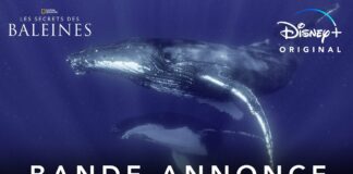 Les Secrets des Baleines : la série documentaire de James Cameron le 22 avril sur Disney+ Les Secrets des Baleines