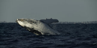 Les secrets des baleines : un nouvel extrait pour la série Disney+ Original Les secrets des baleines