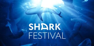 Shark Festival