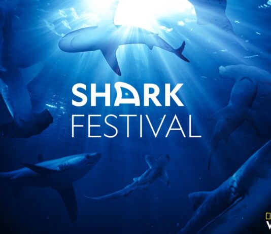 Shark Festival : Juin sera le mois du requin sur National Geographic Wild Shark Festival