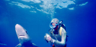 Face aux requins : une bande annonce pour le documentaire dédié à Valérie Taylor Face aux requins