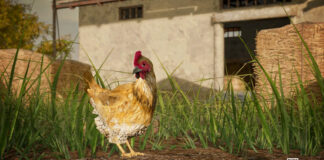 PUBG : BATTLEGROUNDS s’offre des poulets en masse dans la mise à jour 14.2 PUBG---BATTLEGROUNDS-01