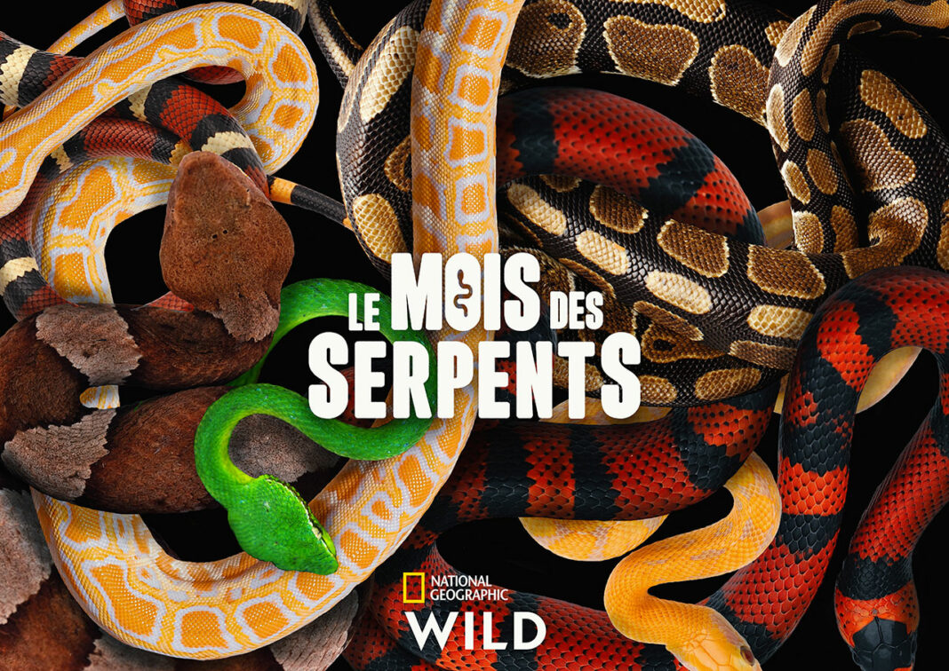 Le-mois-des-serpents-National-Geographic-Wild