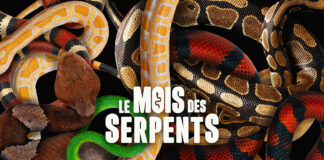 Le-mois-des-serpents-National-Geographic-Wild
