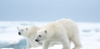 Disney+ célèbrera la Journée de la Terre 2022 avec de nombreux contenus inédits Journée de la Terre 2022