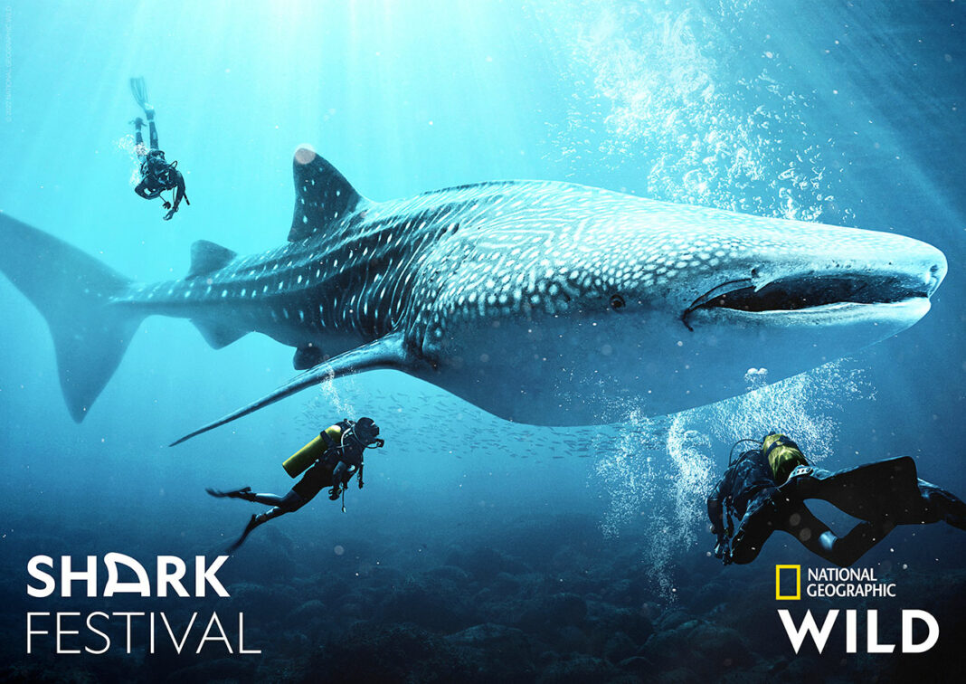 Shark Festival
