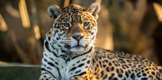 L’Exposition « Félins », du 22 mars 2023 au 7 janvier 2024 à la Grande Galerie de l’Évolution à Paris FÉLINS BD_jaguar - FG4_8020 © F-G Grandin MNHN