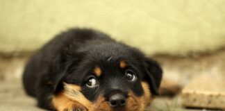 Quand les alarmes connectées ne font pas bon ménage avec nos animaux domestiques. animaux