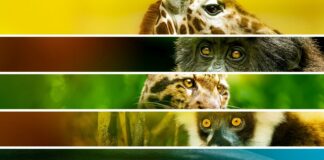 Urgence : Espèces en danger, le 22 avril sur Discovery Channel Urgence : Espèces en danger