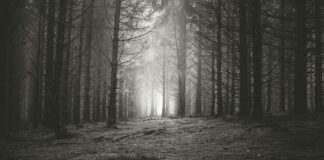 Alan Wake 2 : le retour de l’horreur avec un grand H Alan Wake 2