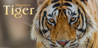 Disneynature Tigres, le 22 avril sur Disney+ Disneynature TIGRES