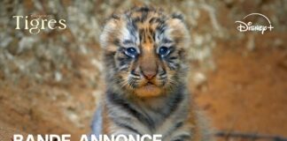 Tigres : une nouvelle bande annonce pour le nouveau long métrage Disneynature Disneynature TIGRES