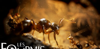 Les Fourmis déploie sa première mise à jour majeure et gratuite : Swarm Together Les Fourmis