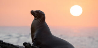 Otaries des Galapagos : le nouveau film Disneynature sera proposé sur Disney+ pour fêter la Journée de la Terre Otaries des Galapagos