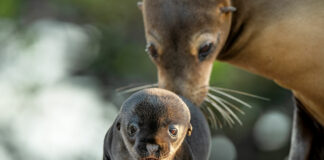 Otaries des Galapagos : une bande annonce pour le nouveau film Disneynature Otaries des Galapagos