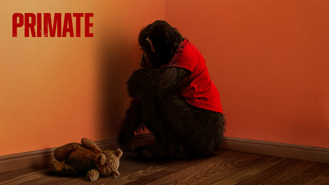Primate