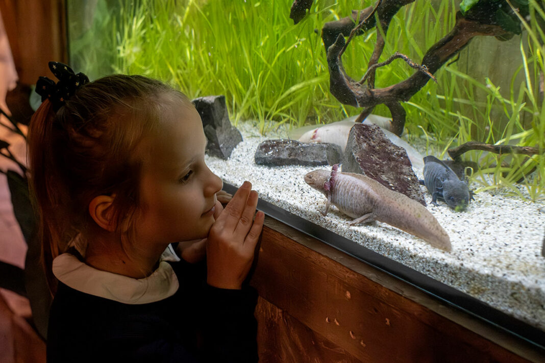 Le Monde de Noé Le Monde de Noé
