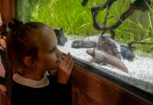 Le Monde de Noé débarque à Lille Le Monde de Noé