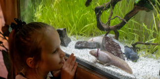 Le Monde de Noé débarque à Lille Le Monde de Noé