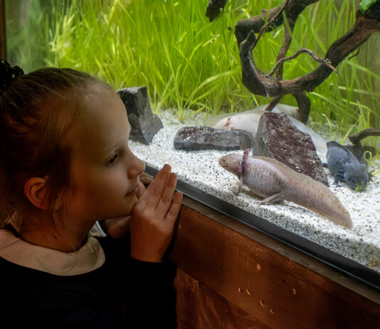 Le Monde de Noé débarque à Lille Le Monde de Noé